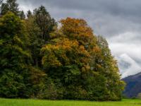 Herbstlicher Waldrand bei den Wiesen von Aschau